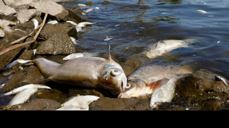Lemke dringt nach Fischsterben auf besseren Schutz der Oder
