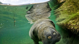 Guardianes del manat&iacute; al rescate de una especie que desaparece en Colombia