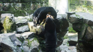 Zoológico chinês nega que um de seus ursos seja um humano disfarçado