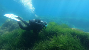 Studie: Klimawandel und invasive Arten bedrohen Seegraswiesen im Mittelmeer