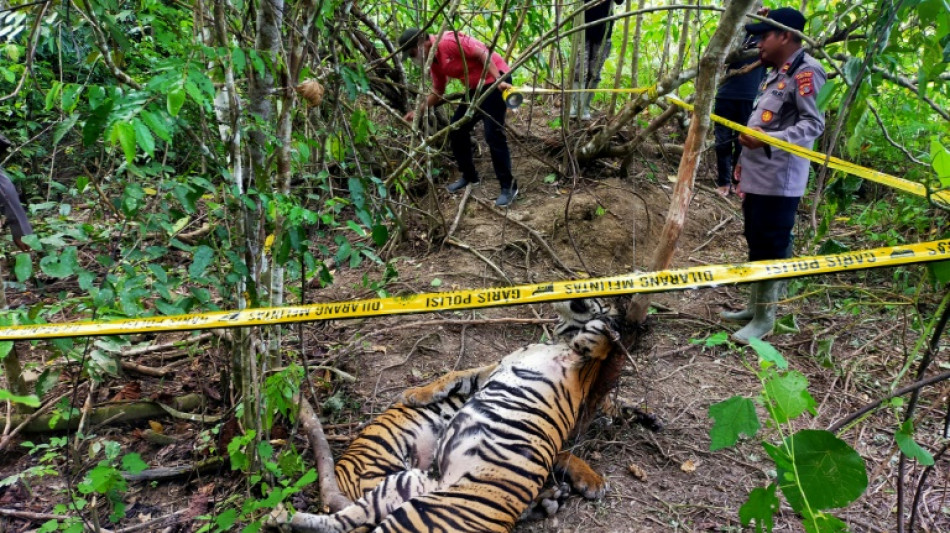 Trois tigres de Sumatra retrouv&eacute;s morts dans des pi&egrave;ges en Indon&eacute;sie