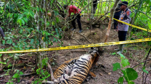 Trois tigres de Sumatra retrouv&eacute;s morts dans des pi&egrave;ges en Indon&eacute;sie