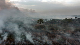 Desmatamento na Amazônia caiu 59% em setembro