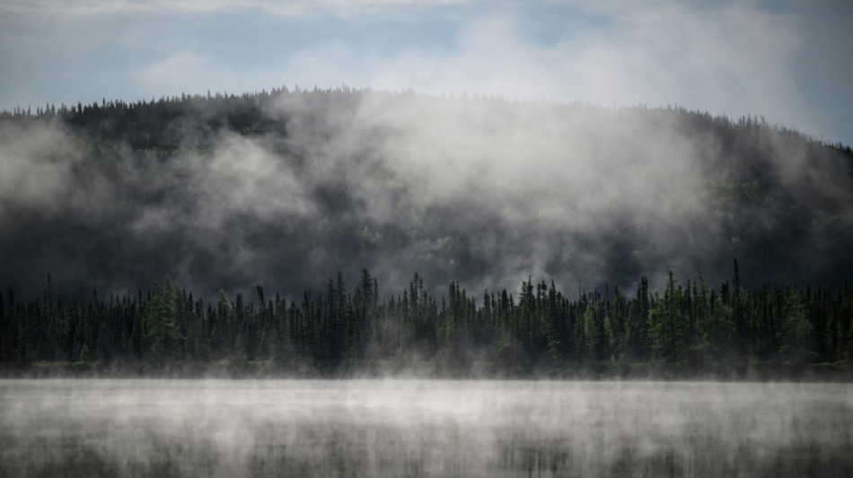 Subarctic boreal forest, vital for the planet, is at risk