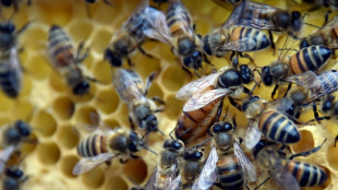 Allianz-Studie: Ohne Bienen jährlich milliardenschwere Verluste für Wirtschaft 
