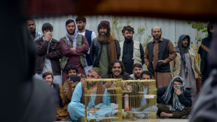 Los concursos de canto de pájaros, una tradición que perdura en Afganistán