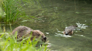 L''ingegnere della natura', castori crescono nel Tarvisiano