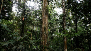 Parque Yasuní, preservar ou explorar: debate climático chega às urnas no Equador