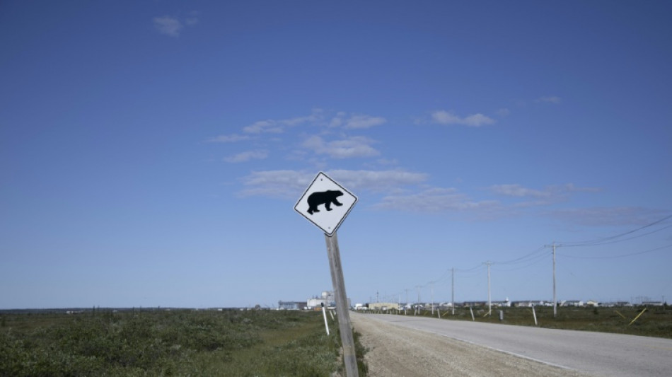 Urso ataca grupo escolar e deixa 11 feridos no Canad&aacute;