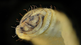 Larvas de mosca, alternativa sustent&aacute;vel para alimenta&ccedil;&atilde;o animal na Costa Rica