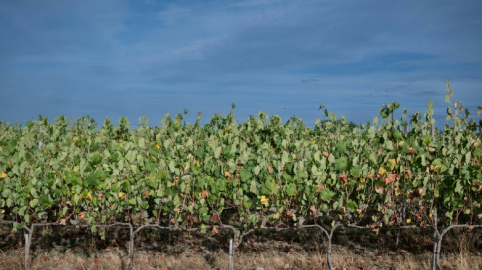 Bretagne, Normandie, Hauts-de-France: une nouvelle viticulture &eacute;merge