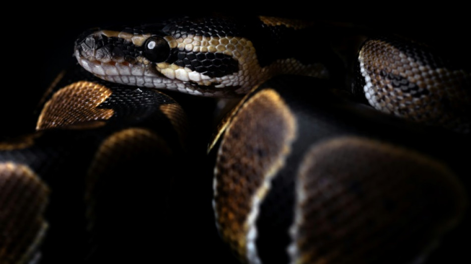 Mann findet W&uuml;rgeschlange an Bushaltestelle in Rheinland-Pfalz 