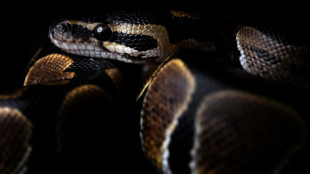 Würgeschlange auf Jugendcampingplatz in hessischem Michelstadt entdeckt