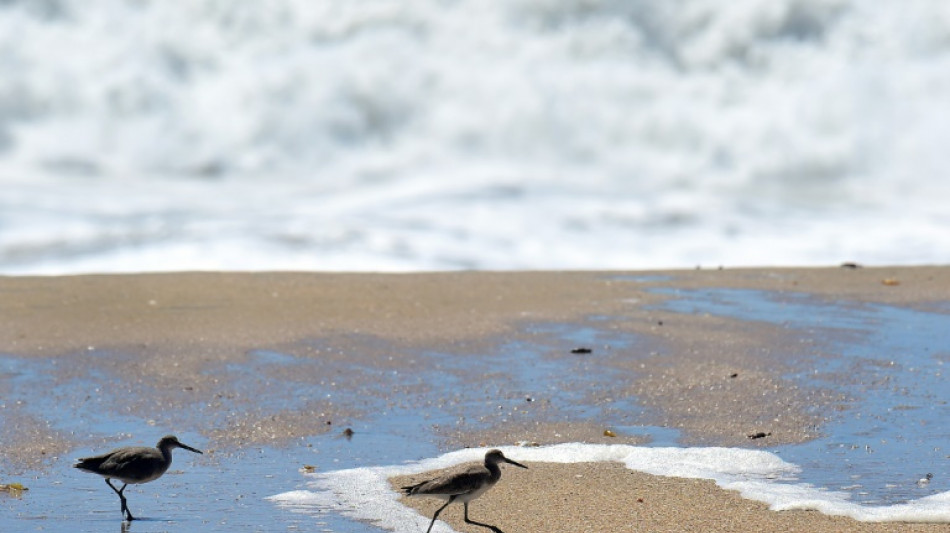 Spazierg&auml;nger findet an Ostseestrand in Heiligenhafen 20 Kilogramm Kokain