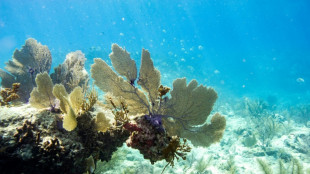 L'épisode mondial de blanchissement des coraux continue de s'aggraver