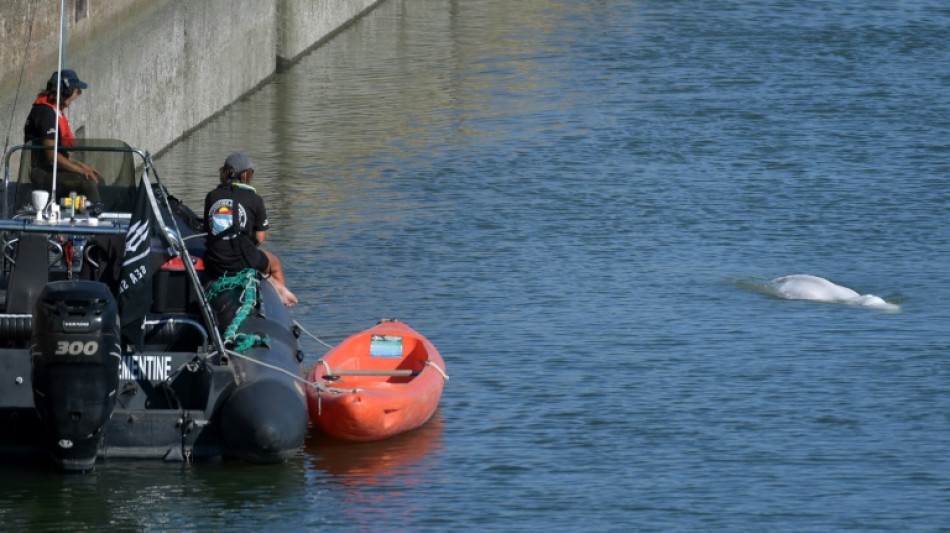 Une op&eacute;ration "extr&ecirc;mement pr&eacute;par&eacute;e" pour extraire et sauver le b&eacute;luga
