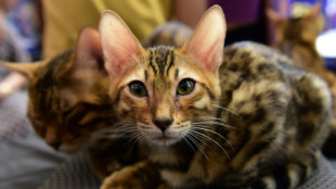 Stiftung Warentest: Günstiges Katzenfutter überzeugt