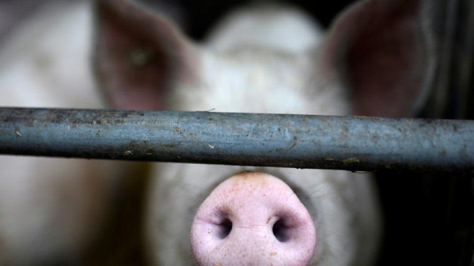 14 Schweine sterben bei Unfall von Tiertransporter in Bayern