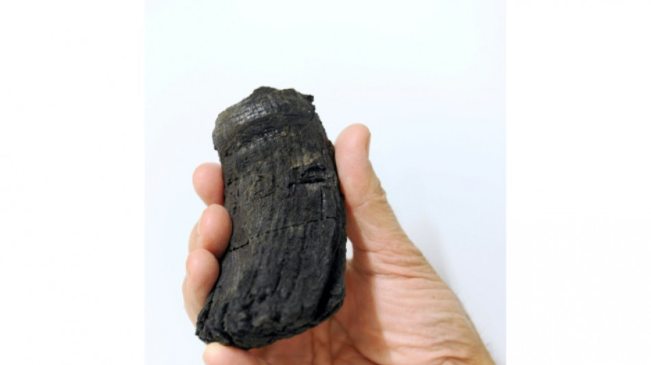 Bislang gr&ouml;&szlig;ter Zahn eines Ichthyosauriers von Bonner Forschern analysiert