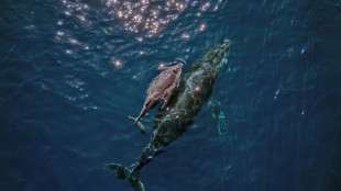 Whales 'cannot out-sing' human noise pollution