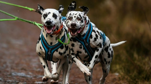 Paketbote springt auf Flucht vor Hunden auf Porsche: Keine Haftung f&uuml;r Sch&auml;den