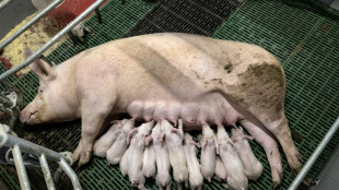 En Bretagne, la fili&egrave;re porcine met en avant des agrandissements "n&eacute;cessaires" mais "exemplaires"