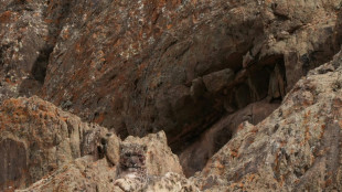 Nepal alberga casi 400 escurridizos leopardos de las nieves, seg&uacute;n un estudio nacional