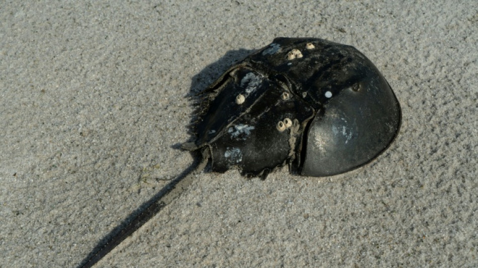 Conservationists sue Trump admin over inaction on horseshoe crabs