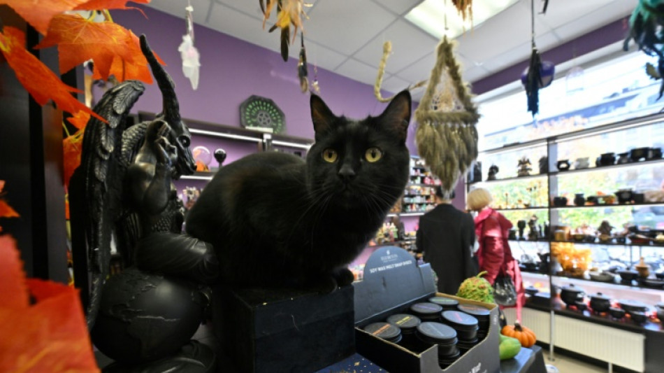 Cidade espanhola pro&iacute;be ado&ccedil;&atilde;o de gatos pretos no Halloween para evitar rituais e maus-tratos