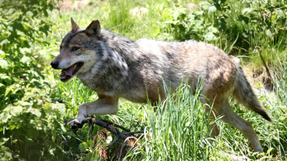 Mehr als tausend Kilometer: Forscher weisen bislang weiteste Wolfswanderung nach
