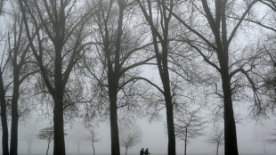In Baumstumpf geschnitztes Gesicht l&ouml;st Polizeieinsatz in Niedersachsen aus