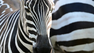 Zebras und Affen: Polizei stoppt Tiertransport an deutsch-niederl&auml;ndischer Grenze