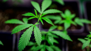 Bundestag stimmt f&uuml;r teilweise Legalisierung von Cannabis