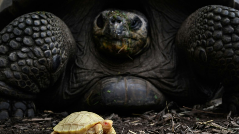 Criaturas de sangre fría como las tortugas no envejecen, según estudios