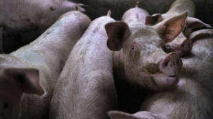 Bis zu 2000 Schweine in großer Zuchtanlage in Thüringen verendet