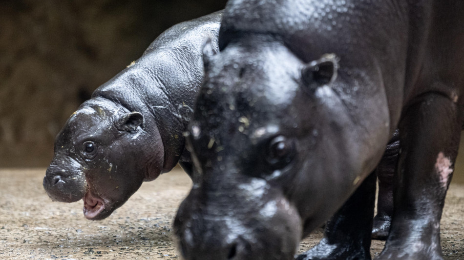 Dagli ippopotami ai mammut, cos&igrave; il clima ha cambiato l'Insubria