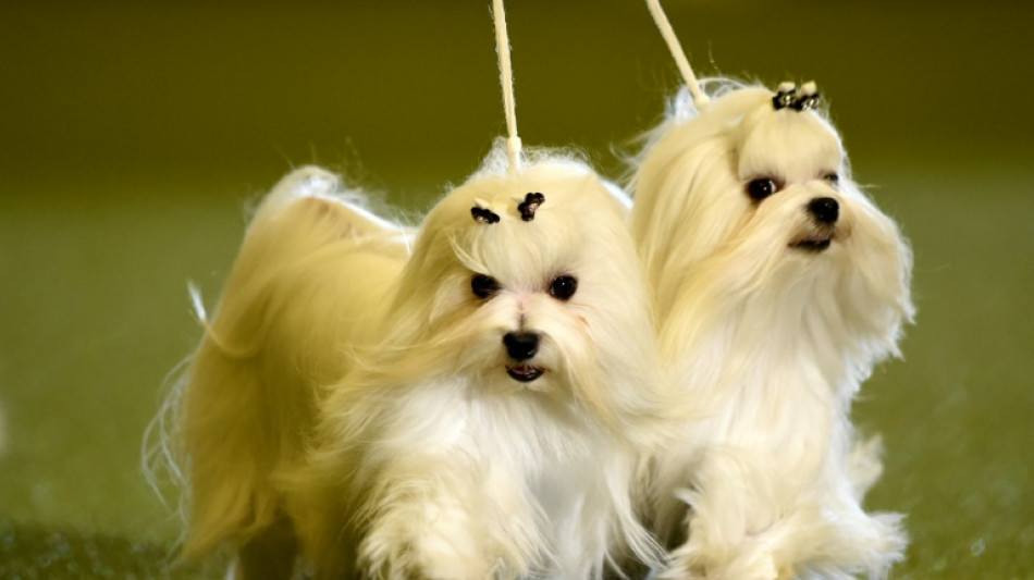 Entlaufener Hund auf Autobahn bei Frankfurt am Main - Vollsperrung