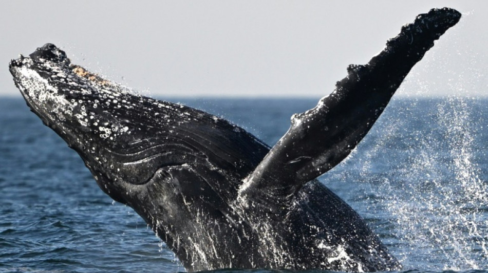 L'Islande autorise la chasse &agrave; la baleine jusqu'en 2029