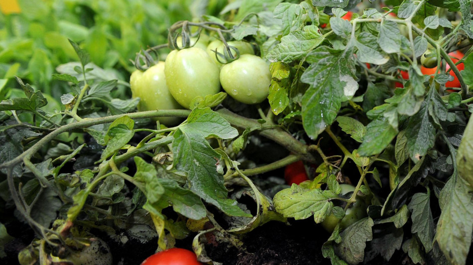 Microaghi di seta per le verdure del futuro, iniettano vitamine