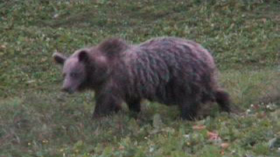 Uomo aggredito da orso in Trentino, &egrave; in ospedale