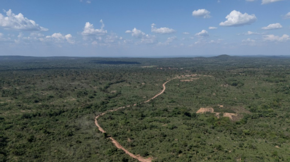 Protected forests under threat in DRC's lucrative mining belt