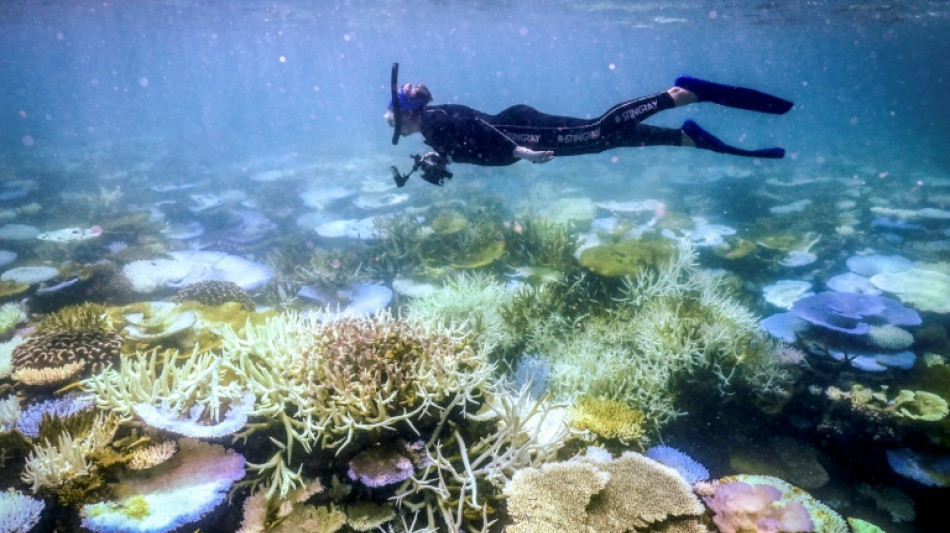 Berliner Tageszeitung - Australia's Great Barrier Reef struggles to survive