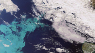 Scoperto un mollusco da record,vive a 6mila metri sotto l'oceano