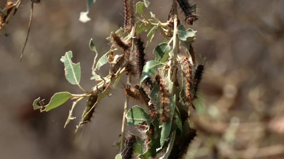 En Corse, "l'enfer" des chenilles du bombyx disparate, dévoreuses de 20.000 hectares de forêts