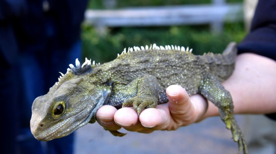 Forscher entdecken &auml;ltesten Vorfahren der Eidechse