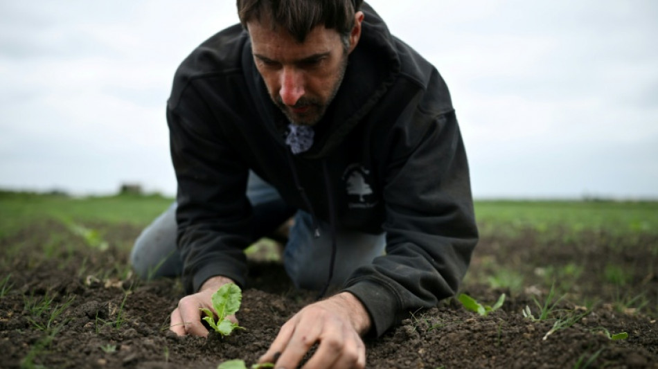 UK farmers pray for rain amid driest spring since 1852