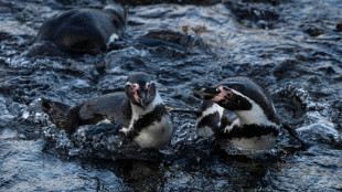 Punta San Juan, uma evid&ecirc;ncia do decl&iacute;nio da fauna costeira no Peru