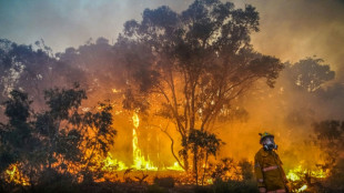 UN-Bericht: Extreme Waldbrände werden in kommenden Jahren deutlich zunehmen