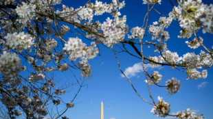 Los cerezos de Washington florecen antes de tiempo por el cambio clim&aacute;tico