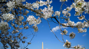 Los cerezos de Washington florecen antes de tiempo por el cambio climático